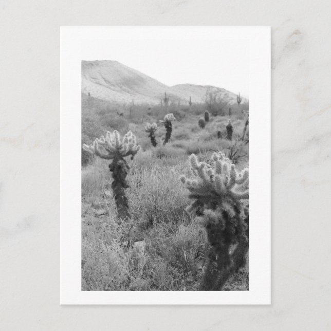 Cartão postal de foto B&W do deserto de Cholla Cac (Frente)