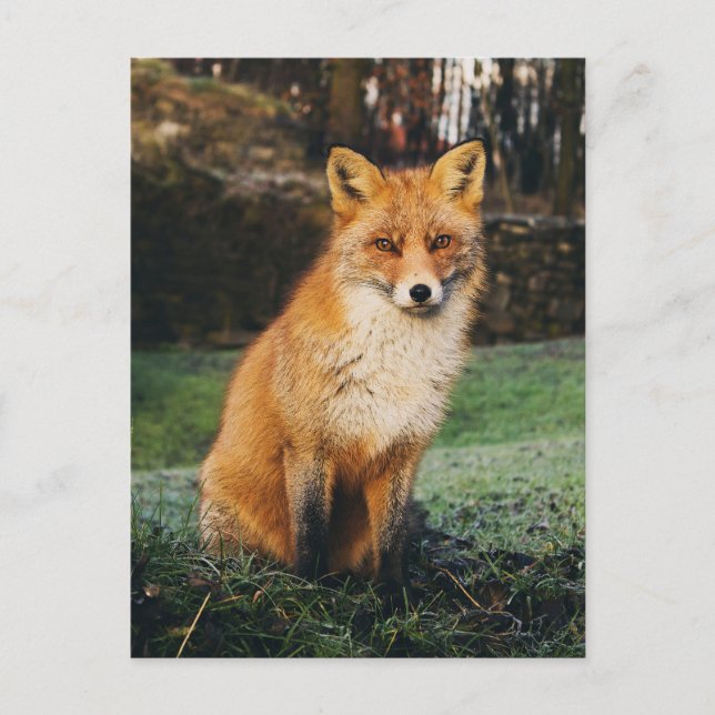 Cartão postal de Foto Brown Fox (Frente)