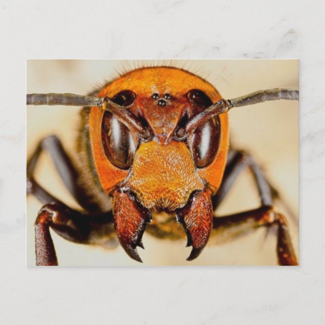 Cartão postal de foto clássico (Frente)