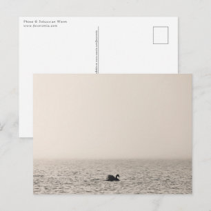 Cartão Postal de Foto da Natureza Cisne Branco