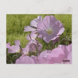 Cartão postal de foto da natureza com flores cor-d