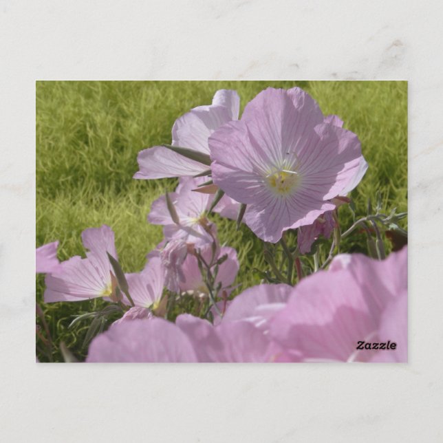 Cartão postal de foto da natureza com flores cor-d (Verso)