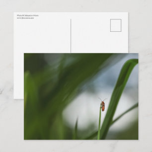 Cartão postal de foto da natureza de besouro