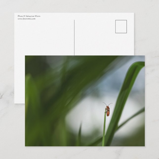 Cartão postal de foto da natureza de besouro (Frente/Verso)