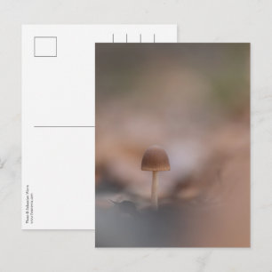 Cartão postal de foto da natureza de cogumelo minú