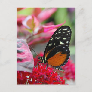 Cartão postal de foto de borboleta em flores verme