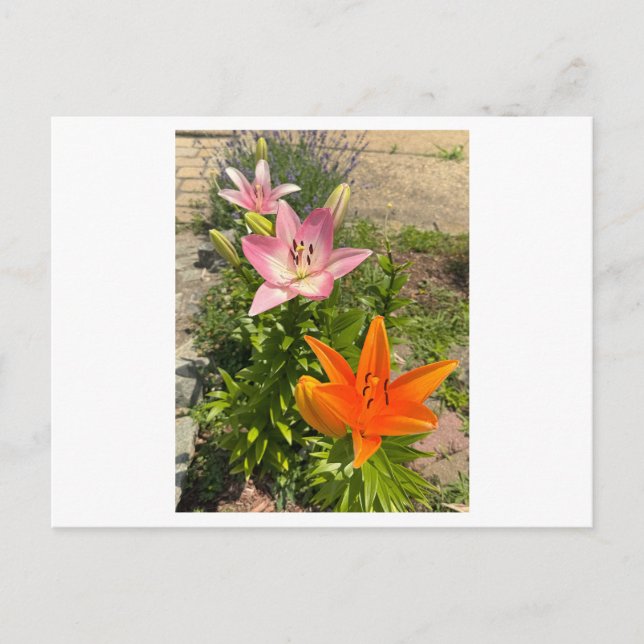 Cartão Postal de Foto de Flores de Lírio Tigre (Frente)