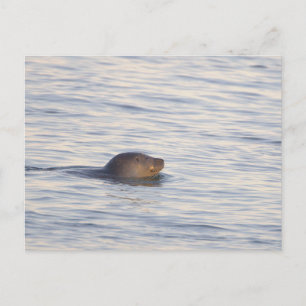 Cartão postal de foto de foca no oceano