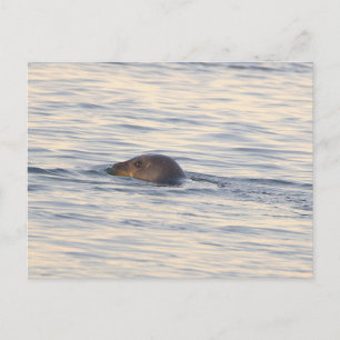 Cartão postal de foto de foca no oceano