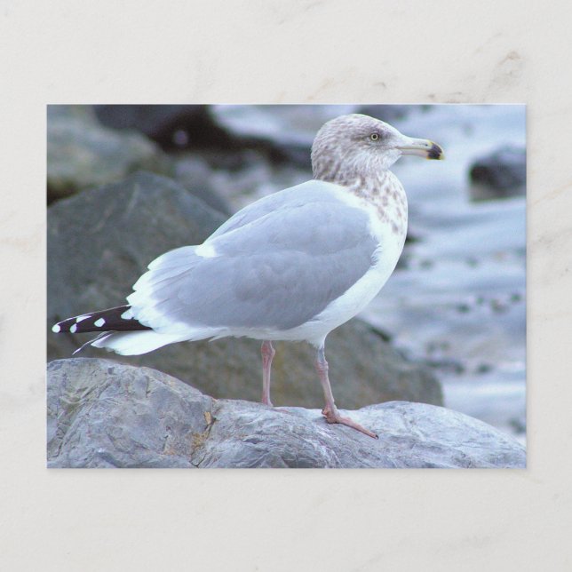 Cartão Postal de Foto de Gaivota (Frente)