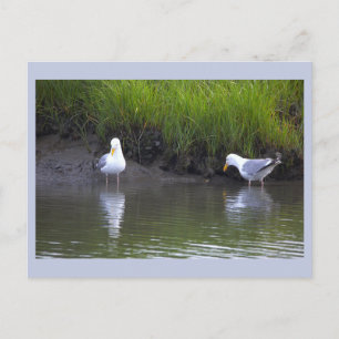 Cartão Postal de Foto de Gaivotas