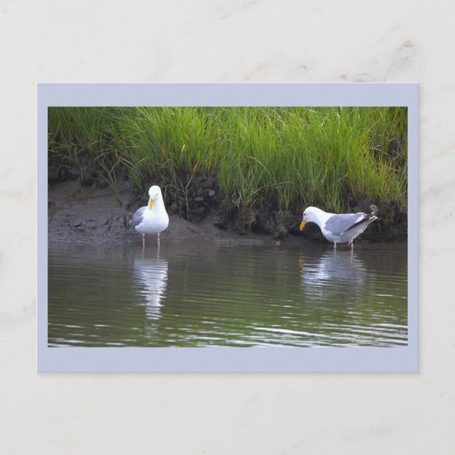 Cartão Postal de Foto de Gaivotas (Frente)