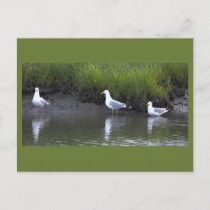 Cartão Postal de Foto de Gaivotas