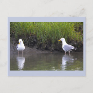 Cartão Postal de Foto de Gaivotas