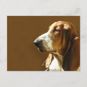 Cartão postal de Foto de Hound Basset