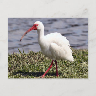 Cartão Postal de Foto de Íbis
