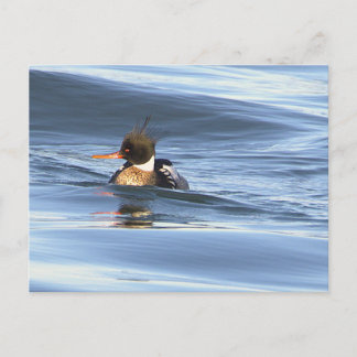 Cartão Postal de Foto de Pato