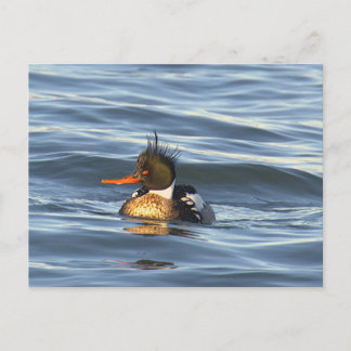 Cartão Postal de Foto de Pato