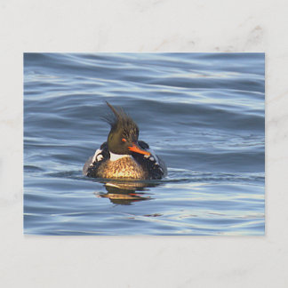 Cartão Postal de Foto de Pato