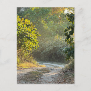 Cartão postal de Foto de Trilha de outono