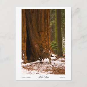 Cartão postal de foto de veado da Mule