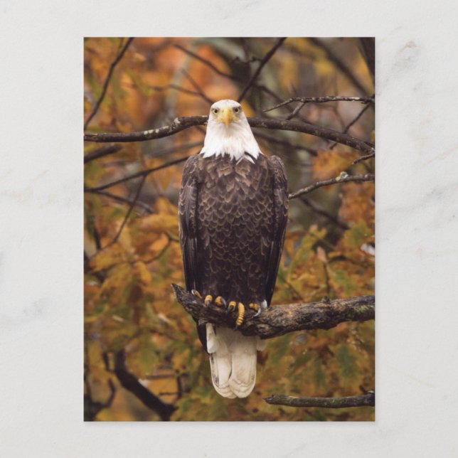 Cartão postal de Foto do Autumn Eagle (Frente)