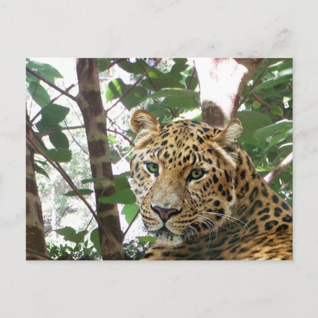 Cartão postal de foto do Leopard (Frente)
