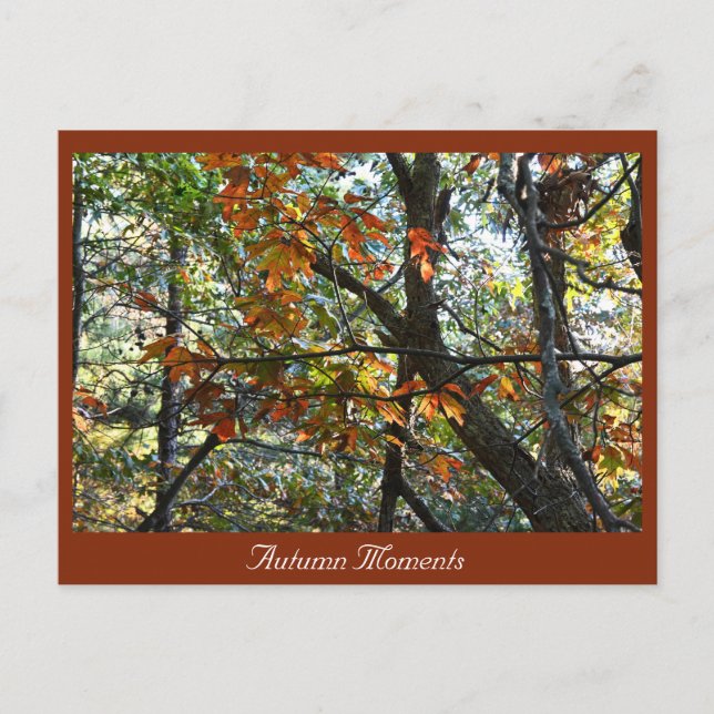 Cartão postal de Foto do outono (Frente)