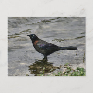 Cartão postal de foto do pássaro Graúna-comum