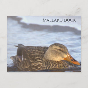 Cartão postal de foto do pato-real