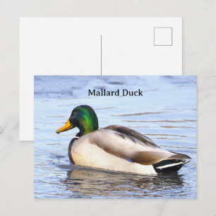 Cartão Postal de Foto do Pato-real