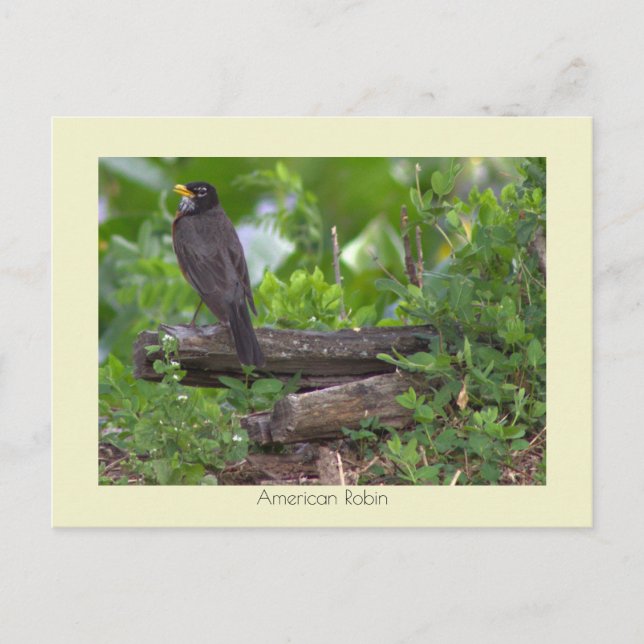 Cartão Postal de Foto do Robin (Frente)