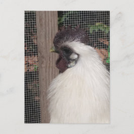 Cartão postal de foto do Silkie Rooster