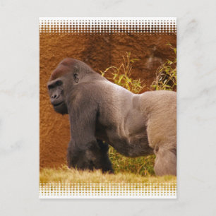 Cartão postal de foto do Silverback Gorilla