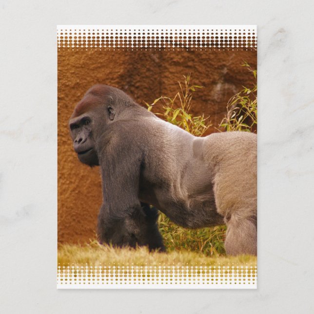 Cartão postal de foto do Silverback Gorilla (Frente)