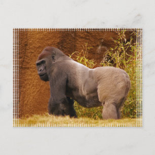 Cartão postal de foto do Silverback Gorilla