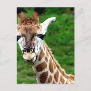 Cartão postal de Foto Giraffe