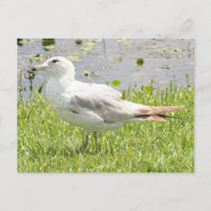 Cartão postal de Foto Gull Billed Ring