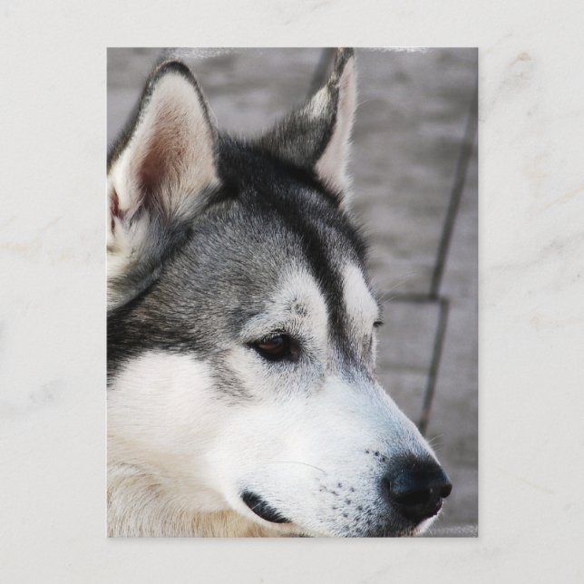 Cartão postal de foto malamute (Frente)