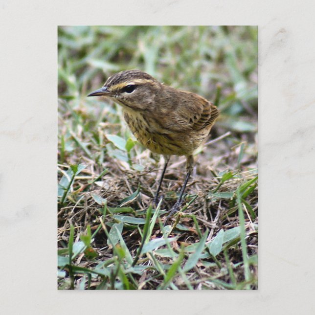 Cartão postal de Foto Vero Bird (Frente)