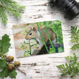 Cartão postal de fotografia de esquilo cinza
