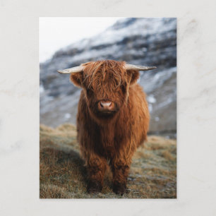 Cartão postal de Fotografia do Scottish Highland C