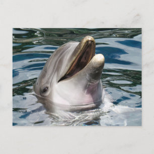 CARTÃO POSTAL DE FOTOGRAFIA EM DOLPHIN