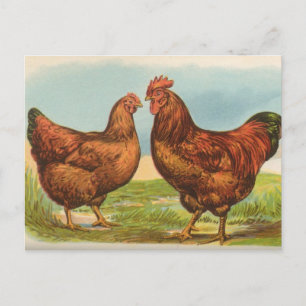 Cartão postal de frango vermelho da ilha Vintage