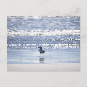 Cartão postal de gaivota no oceano