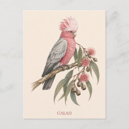 Cartão Postal de Galah | Edição Bush