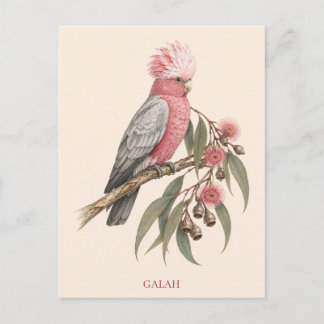 Cartão Postal de Galah | Edição Bush