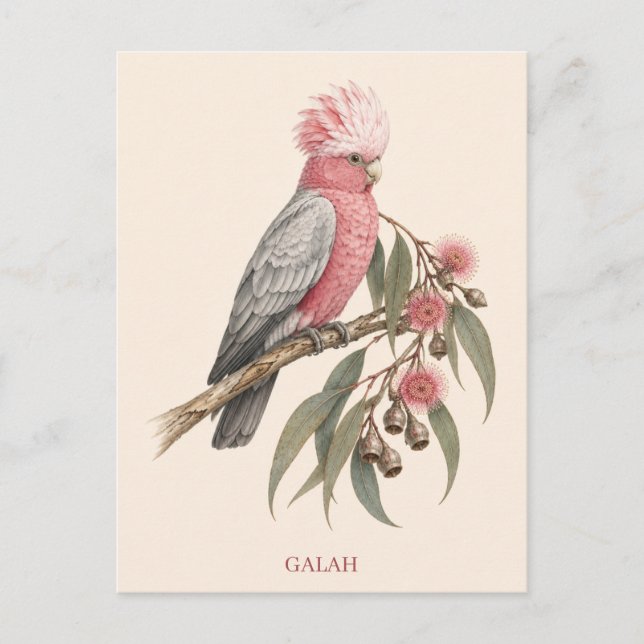 Cartão Postal de Galah | Edição Bush (Frente)