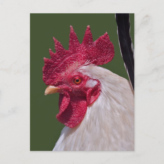 Cartão postal de galo (Frente)