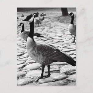 Cartão postal de gansos canadenses perto do lago
